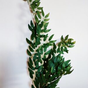 Alternative view of Ligustro colore verde