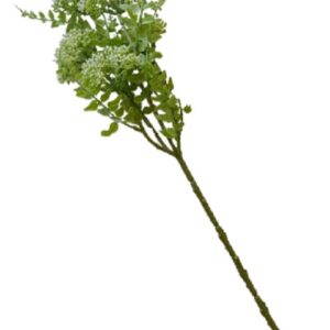 Valeriana colore bianco